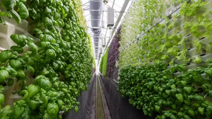 Introducing Robotics Into The Emerging World Of Vertical Farming Introducing Robotics Into The Emerging World Of Vertical Farming