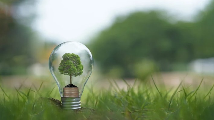 tree growing inside a lightbulb sitting on green grass