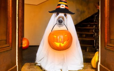 Halloween Supply Chain: Tricks for Treating Success!