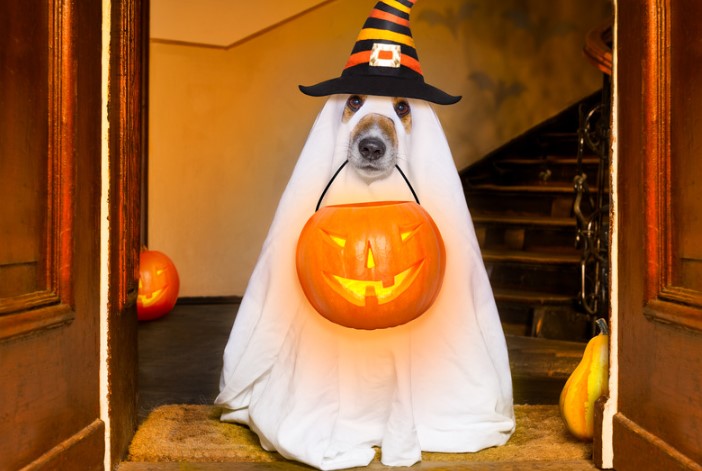 a dog, dressed in a ghost costume, wearing a witch hat and holding a lit jack o' lantern in its mouth.